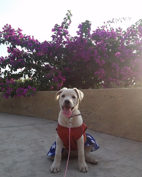 IMG_20170721_212634_207[1]