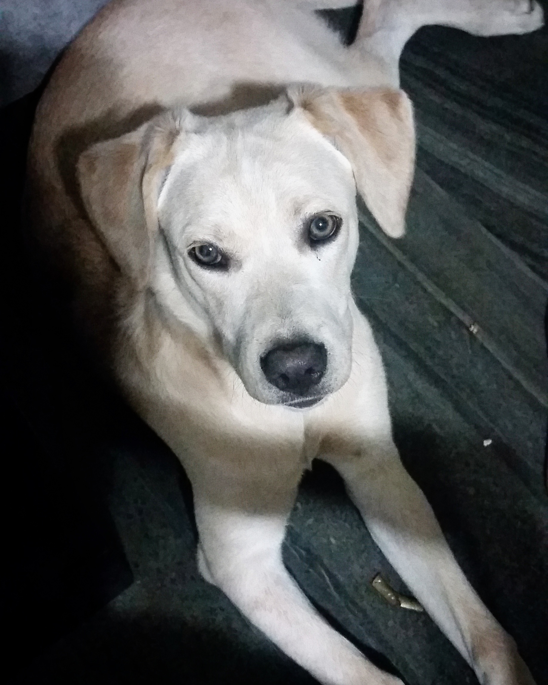 La pérdida de mi mascota Vany